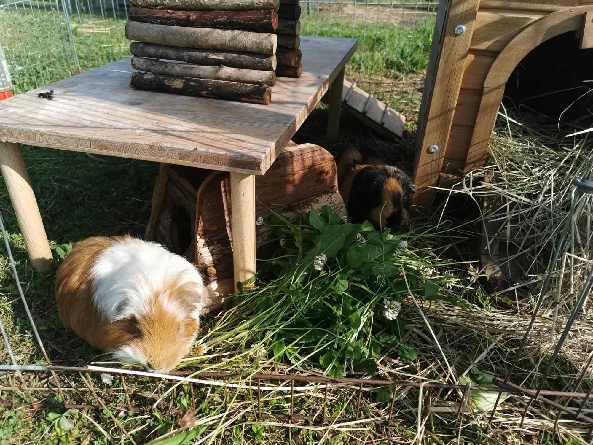 Kindererlebnis- Und Biobauernhof Hipp-bruckner Séjour à la ferme