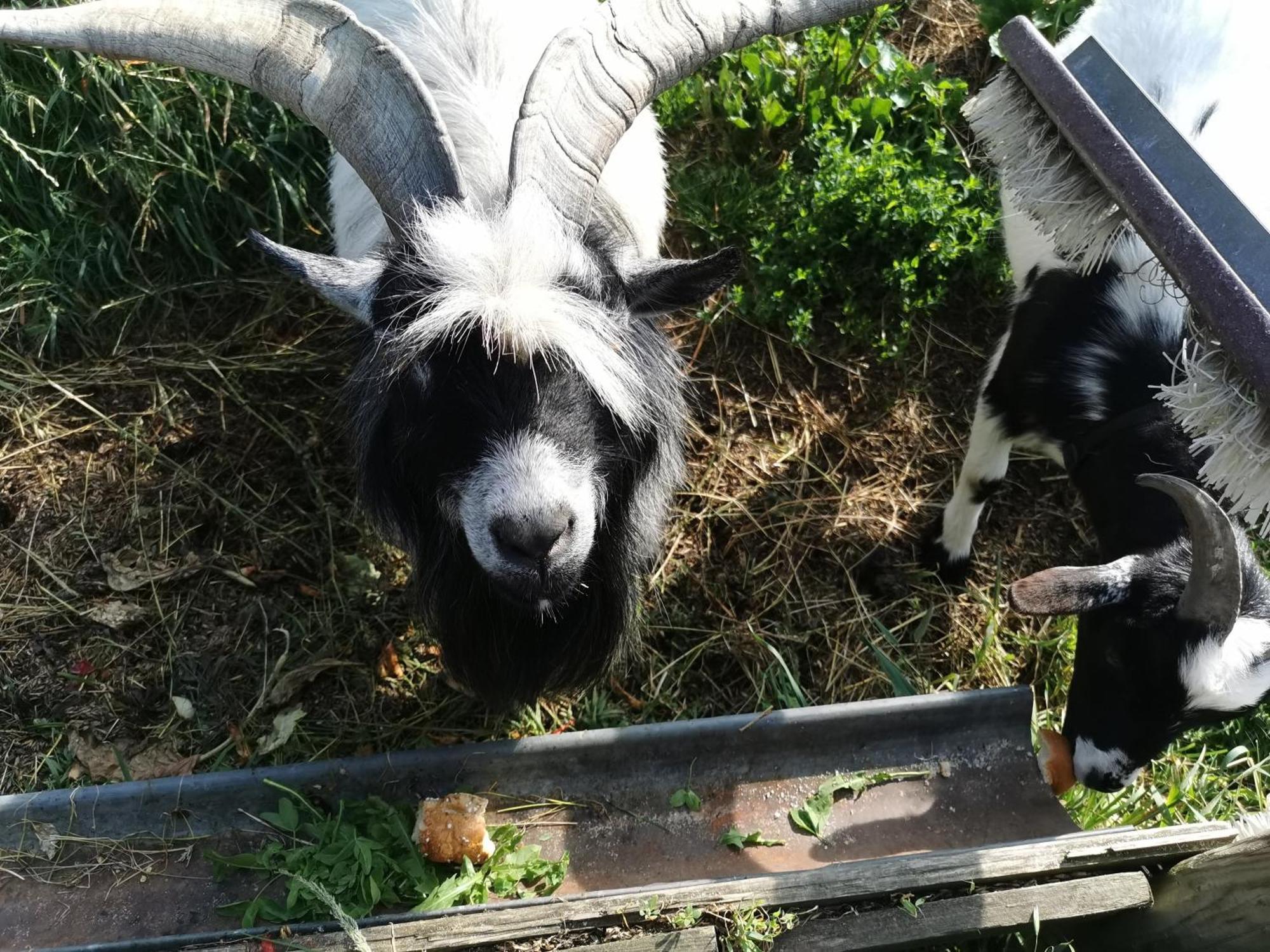 Séjour à la ferme Kindererlebnis- Und Biobauernhof Hipp-bruckner