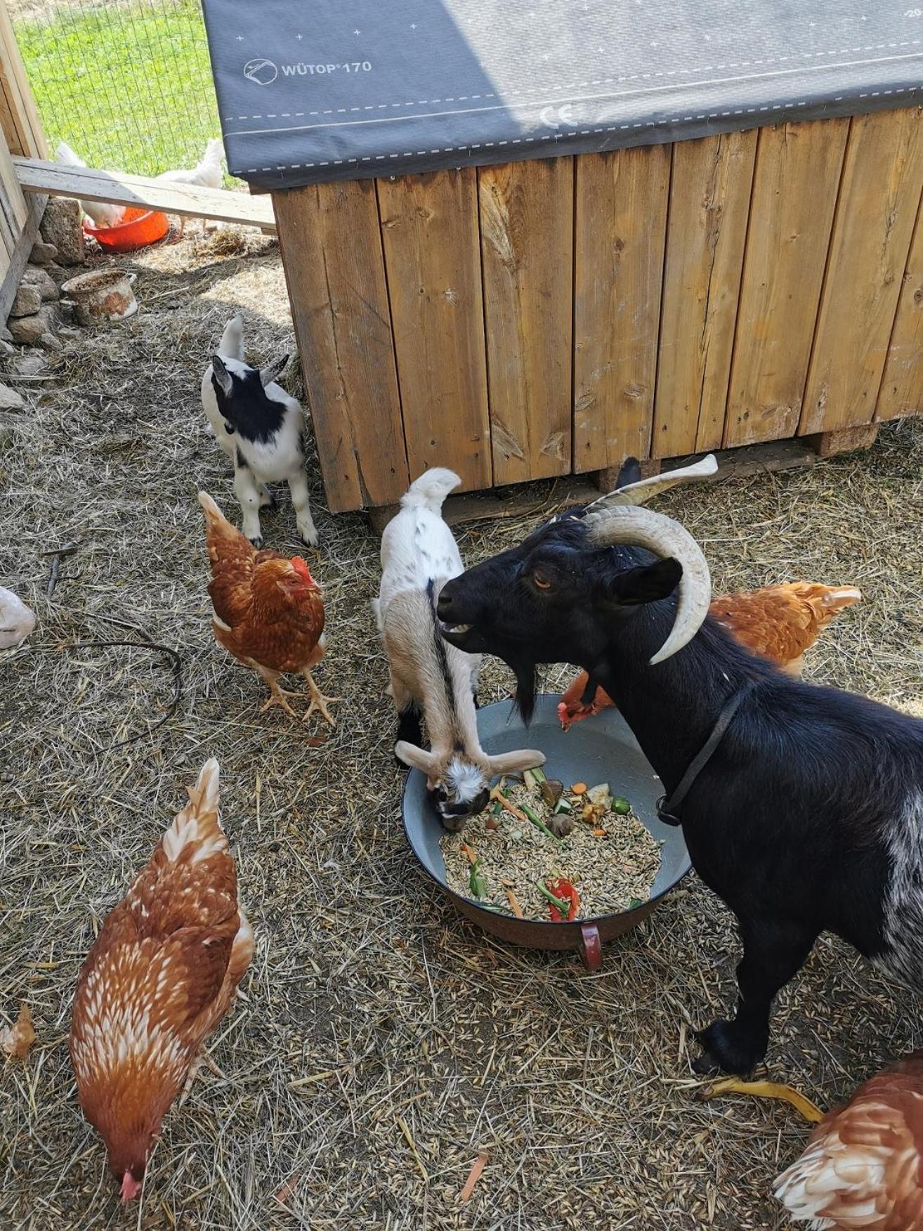 Séjour à la ferme Kindererlebnis- Und Biobauernhof Hipp-bruckner Wornharts