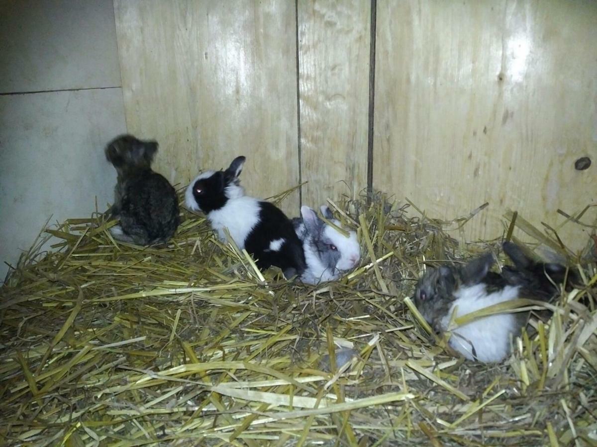 Séjour à la ferme Kindererlebnis- Und Biobauernhof Hipp-bruckner Wornharts